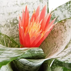 Gartenkrone Lanzenrosette Lanzenrosette Fasciata, Rosa -Wohnen Wohndeko Verkäufe unnamed file 2743