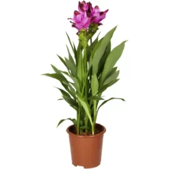 Gartenkrone Safranwurz, Curcuma Alismatifolia, Blütenfarbe: Rosa