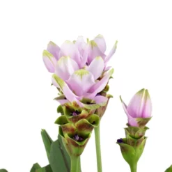 Gartenkrone Safranwurz, Curcuma Alismatifolia, Blütenfarbe: Rosa -Wohnen Wohndeko Verkäufe unnamed file 2766