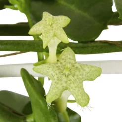 Gartenkrone Leuchterblume, Ceropegia Sandersonii, Blütenfarbe: Weiß -Wohnen Wohndeko Verkäufe unnamed file 2768