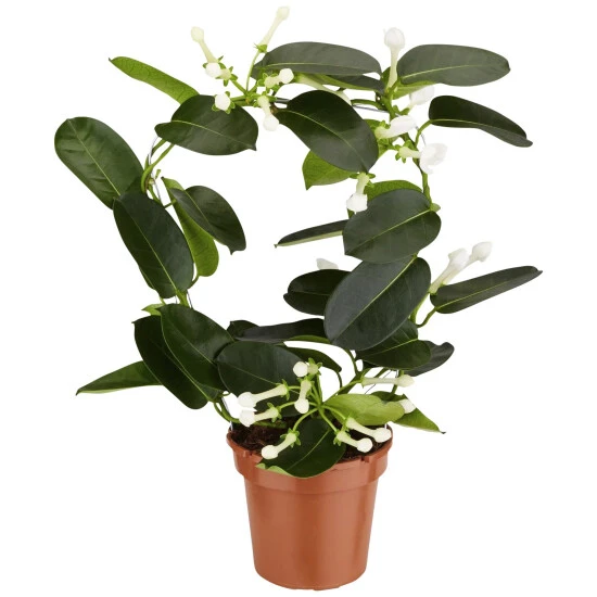 Gartenkrone Kranzschlinge, Stephanotis Floribunda, Blütenfarbe: Weiß 3 Gartenkrone Kranzschlinge, Stephanotis Floribunda, Blütenfarbe: Weiß