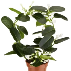 Gartenkrone Kranzschlinge, Stephanotis Floribunda, Blütenfarbe: Weiß 8 Gartenkrone Kranzschlinge, Stephanotis Floribunda, Blütenfarbe: Weiß -Wohnen Wohndeko Verkäufe unnamed file 2770