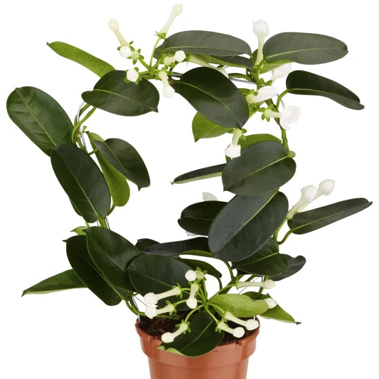 Gartenkrone Kranzschlinge, Stephanotis Floribunda, Blütenfarbe: Weiß 4 Gartenkrone Kranzschlinge, Stephanotis Floribunda, Blütenfarbe: Weiß – Bild 2