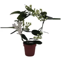 Gartenkrone Kranzschlinge, Stephanotis Floribunda, Blütenfarbe: Weiß 9 Gartenkrone Kranzschlinge, Stephanotis Floribunda, Blütenfarbe: Weiß -Wohnen Wohndeko Verkäufe unnamed file 2771