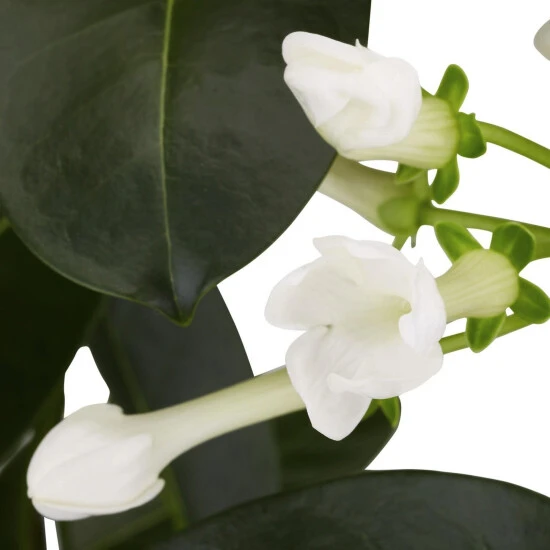 Gartenkrone Kranzschlinge, Stephanotis Floribunda, Blütenfarbe: Weiß 6 Gartenkrone Kranzschlinge, Stephanotis Floribunda, Blütenfarbe: Weiß – Bild 4