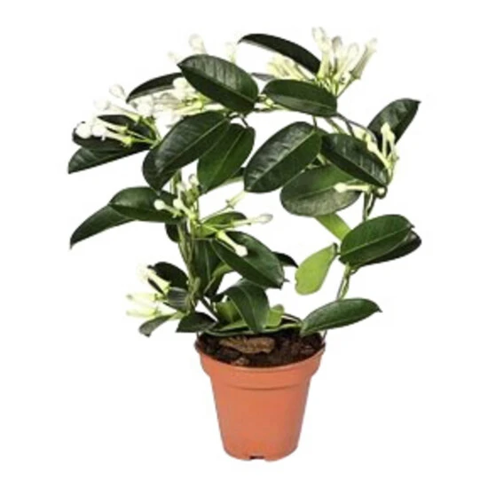 Gartenkrone Kranzschlinge, Stephanotis Floribunda, Blütenfarbe: Weiß 7 Gartenkrone Kranzschlinge, Stephanotis Floribunda, Blütenfarbe: Weiß – Bild 5