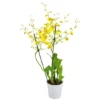 Gartenkrone Oncidie, Oncidium Hybrid, Blüte: Gelb, Im Topf -Wohnen Wohndeko Verkäufe unnamed file 2776