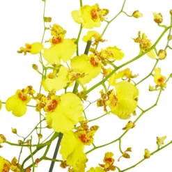 Gartenkrone Oncidie, Oncidium Hybrid, Blüte: Gelb, Im Topf -Wohnen Wohndeko Verkäufe unnamed file 2778
