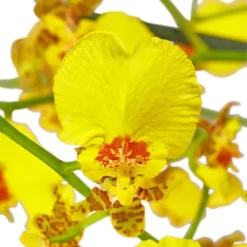 Gartenkrone Oncidie, Oncidium Hybrid, Blüte: Gelb, Im Topf -Wohnen Wohndeko Verkäufe unnamed file 2779