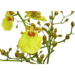 Gartenkrone Oncidie, Oncidium Hybrid, Blüte: Gelb, Im Topf -Wohnen Wohndeko Verkäufe unnamed file 2780