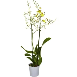 Gartenkrone Oncidie, Oncidium Hybrid, Blüte: Gelb, Im Topf -Wohnen Wohndeko Verkäufe unnamed file 2781
