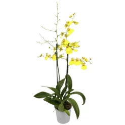 Gartenkrone Oncidie, Oncidium Hybrid, Blüte: Gelb, Im Topf -Wohnen Wohndeko Verkäufe unnamed file 2782