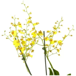 Gartenkrone Oncidie, Oncidium Hybrid, Blüte: Gelb, Im Topf -Wohnen Wohndeko Verkäufe unnamed file 2783