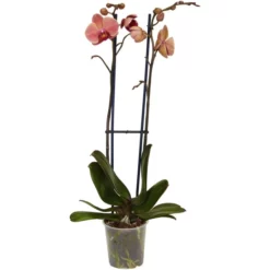 Gartenkrone Schmetterlingsorchidee, Phalaenopsis Hybrid, Blüte: Orange, Im Topf -Wohnen Wohndeko Verkäufe unnamed file 2786