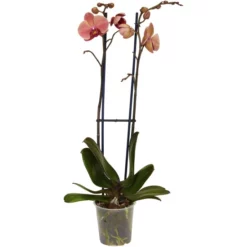 Gartenkrone Schmetterlingsorchidee, Phalaenopsis Hybrid, Blüte: Orange, Im Topf -Wohnen Wohndeko Verkäufe unnamed file 2787