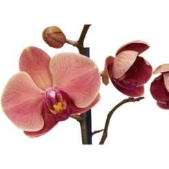 Gartenkrone Schmetterlingsorchidee, Phalaenopsis Hybrid, Blüte: Orange, Im Topf -Wohnen Wohndeko Verkäufe unnamed file 2788