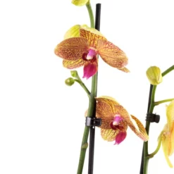 Gartenkrone Schmetterlingsorchidee, Phalaenopsis Hybrid, Blüte: Orange, Im Topf -Wohnen Wohndeko Verkäufe unnamed file 2789