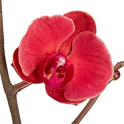 Gartenkrone Schmetterlingsorchidee, Phalaenopsis Hybrid, Blüte: Orange, Im Topf -Wohnen Wohndeko Verkäufe unnamed file 2791