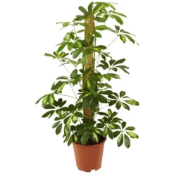 Gartenkrone Strahlenaralie, Schefflera Arboricola »in Sorten«