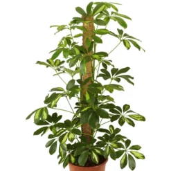 Gartenkrone Strahlenaralie, Schefflera Arboricola »in Sorten« -Wohnen Wohndeko Verkäufe unnamed file 2796