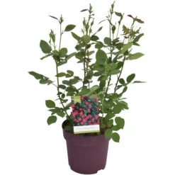 Rose, Rosa »Knock Out®«, Blüte: Bunt, Einfach