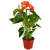 Gartenkrone Große Flamingoblume Anthurium Andraeanum 6 – 8 Blüten Orange Ø 14 Cm -Wohnen Wohndeko Verkäufe unnamed file 2861