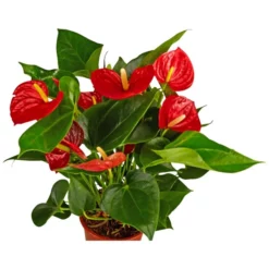 Gartenkrone Blühpflanze -Wohnen Wohndeko Verkäufe unnamed file 2866