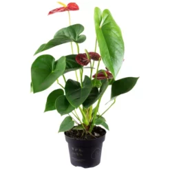 Gartenkrone Blühpflanze -Wohnen Wohndeko Verkäufe unnamed file 2867