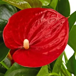 Gartenkrone Blühpflanze -Wohnen Wohndeko Verkäufe unnamed file 2869