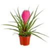 Gartenkrone Tillandsie, Tillandsia Cyanea, Rosa/pink 1 Gartenkrone Tillandsie, Tillandsia Cyanea, Rosa/pink -Wohnen Wohndeko Verkäufe unnamed file 2870