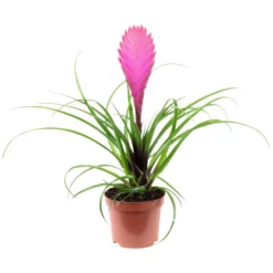 Gartenkrone Tillandsie, Tillandsia Cyanea, Rosa/pink -Wohnen Wohndeko Verkäufe unnamed file 2871