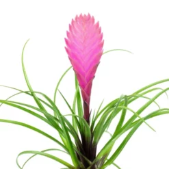 Gartenkrone Tillandsie, Tillandsia Cyanea, Rosa/pink -Wohnen Wohndeko Verkäufe unnamed file 2872
