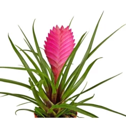 Gartenkrone Tillandsie, Tillandsia Cyanea, Rosa/pink -Wohnen Wohndeko Verkäufe unnamed file 2873