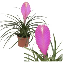 Gartenkrone Tillandsie, Tillandsia Cyanea, Rosa/pink -Wohnen Wohndeko Verkäufe unnamed file 2874