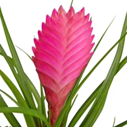 Gartenkrone Tillandsie, Tillandsia Cyanea, Rosa/pink -Wohnen Wohndeko Verkäufe unnamed file 2875
