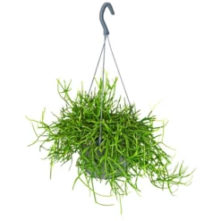 Gartenkrone Grünpflanzenampel-Mix -Wohnen Wohndeko Verkäufe unnamed file 2879