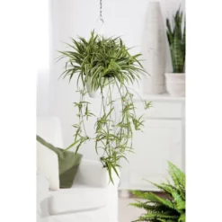 Gartenkrone Grünpflanzenampel-Mix -Wohnen Wohndeko Verkäufe unnamed file 2880