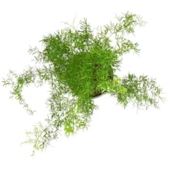 Gartenkrone Grünpflanzenampel-Mix -Wohnen Wohndeko Verkäufe unnamed file 2883