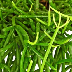 Gartenkrone Grünpflanzenampel-Mix -Wohnen Wohndeko Verkäufe unnamed file 2884