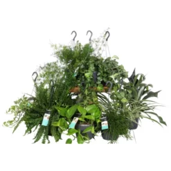 Gartenkrone Grünpflanzenampel-Mix -Wohnen Wohndeko Verkäufe unnamed file 2885