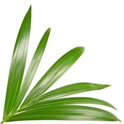 Gartenkrone Kentiapalme Howea Forsteriana -Wohnen Wohndeko Verkäufe unnamed file 2888