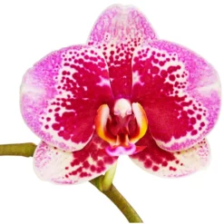 Gartenkrone Schmetterlingsorchidee, Phalaenopsis Hybride, Blüte: Mehrfarbig, Im Topf 27 Gartenkrone Schmetterlingsorchidee, Phalaenopsis Hybride, Blüte: Mehrfarbig, Im Topf -Wohnen Wohndeko Verkäufe unnamed file 2899