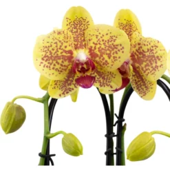 Gartenkrone Schmetterlingsorchidee, Phalaenopsis Hybride, Blüte: Mehrfarbig, Im Topf 30 Gartenkrone Schmetterlingsorchidee, Phalaenopsis Hybride, Blüte: Mehrfarbig, Im Topf -Wohnen Wohndeko Verkäufe unnamed file 2902