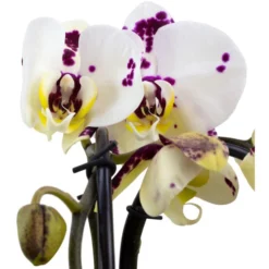 Gartenkrone Schmetterlingsorchidee, Phalaenopsis Hybride, Blüte: Mehrfarbig, Im Topf 31 Gartenkrone Schmetterlingsorchidee, Phalaenopsis Hybride, Blüte: Mehrfarbig, Im Topf -Wohnen Wohndeko Verkäufe unnamed file 2903