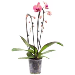 Gartenkrone Schmetterlingsorchidee, Phalaenopsis Hybride, Blüte: Mehrfarbig, Im Topf 32 Gartenkrone Schmetterlingsorchidee, Phalaenopsis Hybride, Blüte: Mehrfarbig, Im Topf -Wohnen Wohndeko Verkäufe unnamed file 2904