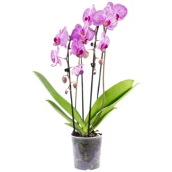 Gartenkrone Schmetterlingsorchidee, Phalaenopsis Hybride, Blüte: Mehrfarbig, Im Topf 33 Gartenkrone Schmetterlingsorchidee, Phalaenopsis Hybride, Blüte: Mehrfarbig, Im Topf -Wohnen Wohndeko Verkäufe unnamed file 2905