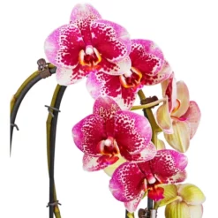 Gartenkrone Schmetterlingsorchidee, Phalaenopsis Hybride, Blüte: Mehrfarbig, Im Topf 34 Gartenkrone Schmetterlingsorchidee, Phalaenopsis Hybride, Blüte: Mehrfarbig, Im Topf -Wohnen Wohndeko Verkäufe unnamed file 2906
