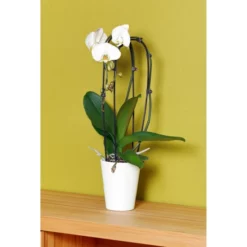 Gartenkrone Schmetterlingsorchidee, Phalaenopsis Hybride, Blüte: Mehrfarbig, Im Topf 35 Gartenkrone Schmetterlingsorchidee, Phalaenopsis Hybride, Blüte: Mehrfarbig, Im Topf -Wohnen Wohndeko Verkäufe unnamed file 2907
