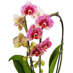 Gartenkrone Schmetterlingsorchidee, Phalaenopsis Hybride, Blüte: Mehrfarbig, Im Topf 37 Gartenkrone Schmetterlingsorchidee, Phalaenopsis Hybride, Blüte: Mehrfarbig, Im Topf -Wohnen Wohndeko Verkäufe unnamed file 2909