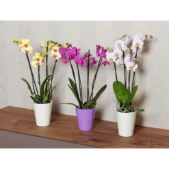 Gartenkrone Schmetterlingsorchidee, Phalaenopsis Hybrid, Blüte: Mehrfarbig, Im Topf